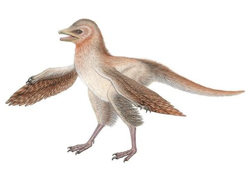 Eosinopteryx