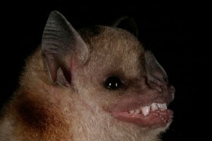 Nuevas especies de animales descubiertos en Sudamérica