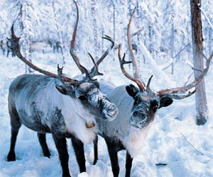 El cambio climático y las poblaciones de especies árticas