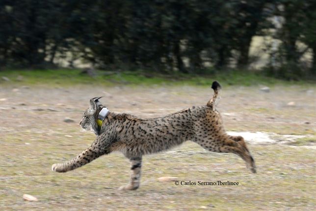 Keres y Jabillo los dos nuevos linces liberados en Toledo