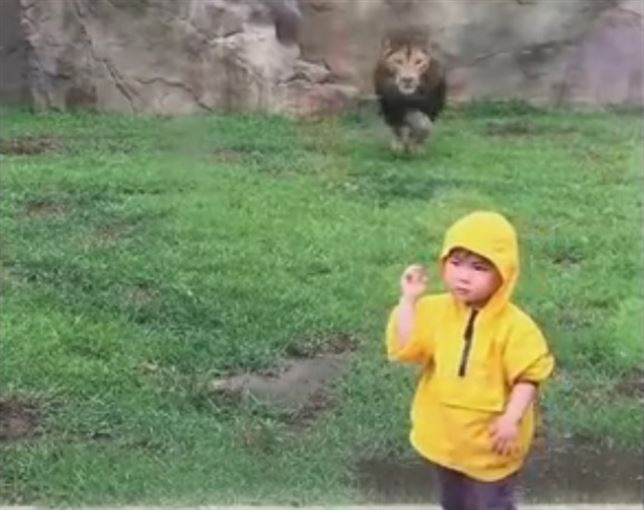 Este león se quiere comer a un niño (Ver VIDEO)