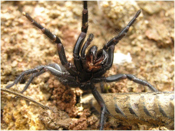 10 venenos que pueden curar