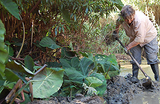 Innovadora herramienta medioambiental analiza los riesgos de invasión de especies exóticas vegetales