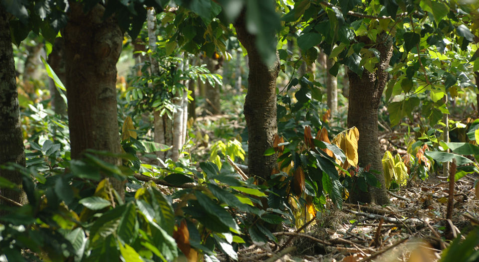 Calentamiento Global aumenta en Costa Rica la exigencia para certificar agro