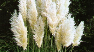 Euskadi. Uribe Kosta lanza una campaña de sensibilización sobre plantas invasoras