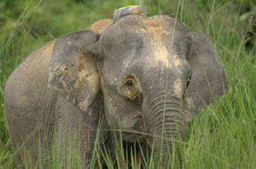 El radio-rastreo de WWF/Adena descubre las amenazas que afronta el elefante pigmeo de Borneo.