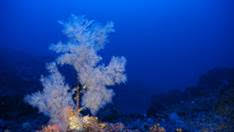 OCEANA celebra la protección del Banco de Gorringe