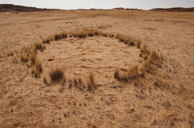 Las plantas crean los círculos de hadas del Desierto de Namibia