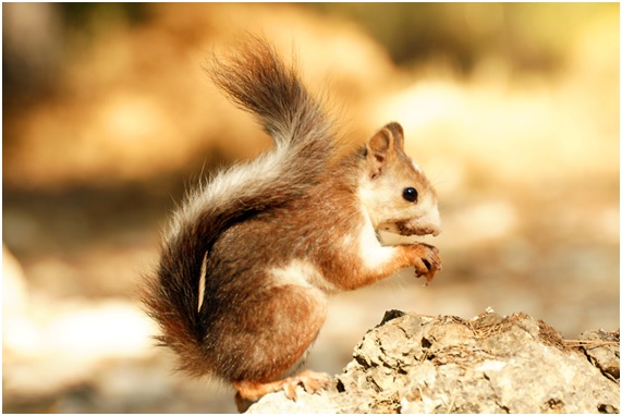 Conoce nuestra fauna con este sensacional curso