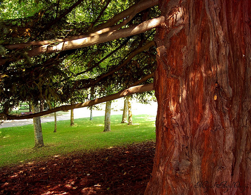 Medio Ambiente elaborará un protocolo sobre seguimiento del medio en Parques Nacionales mediante una serie de seminarios