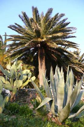 Cádiz. El Puerto de Santa María pide palmeras resistentes al Picudo rojo