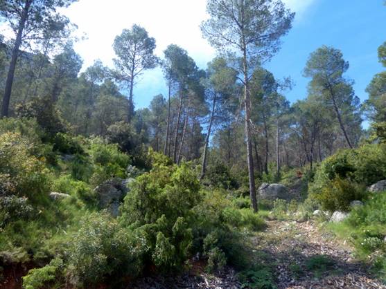 MAGRAMA restaura y mejora hábitats en Murcia