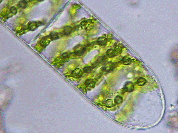 El IRNASA estudia los cloroplastos