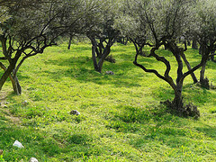 Programas de Desarrollo Rural 2009-2013