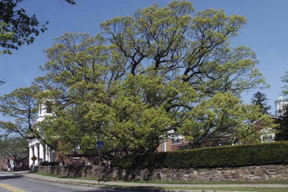 Estados Unidos. Nueva Jersey se despide de un roble de más de 600 años