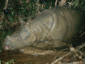 Asesinados por queratina La extinción innecesaria de los rinocerontes