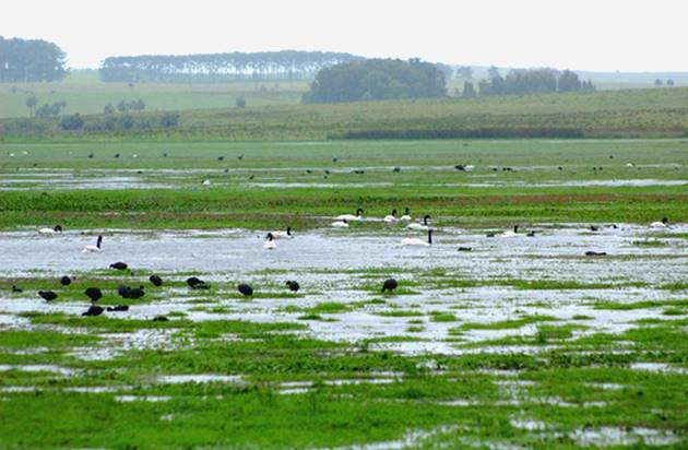 Casi la mitad de las aves que invernan en el Mediterráneo occidental viven en humedales españoles