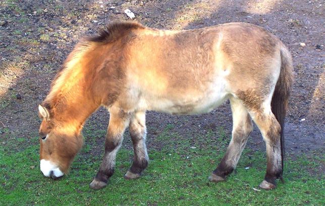 El caballo salvaje mongol muy pronto será ‘historia’