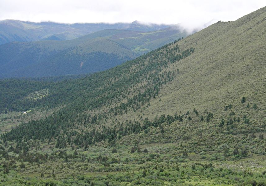 Estudio de los bosques en el Tíbet