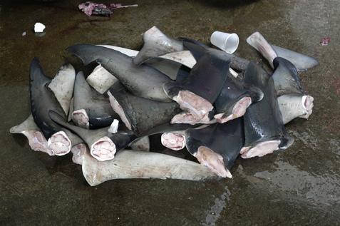 El futuro del finning de tiburón