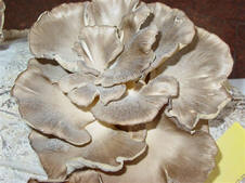 Investigan los beneficios de champiñones y las setas ostra y shiitake en personas con sobrepeso y diabetes