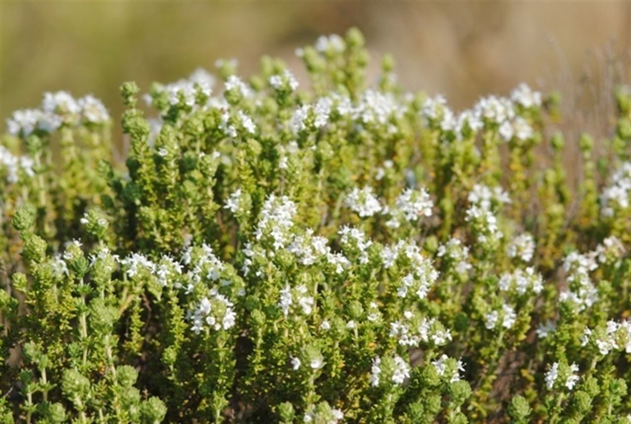 Preservarán el tomillo carnoso en las Marismas del Río Piedras y Flecha del Rompido