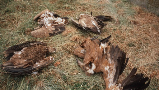 SEO/BirdLife alerta del grave peligro que corren nuestras especies amenazadas debido al veneno