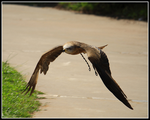 Los comederos para buitres