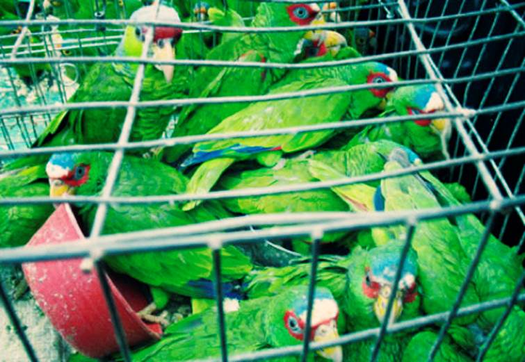 Qué diablos pasa el comercio ilegal de especies