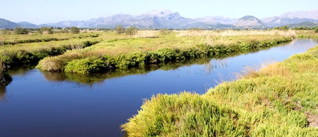 Alianza para la custodia de una finca dentro de la Albufera de Mallorca