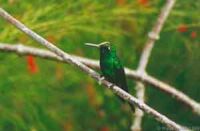 Jornadas en Cuba por Día Mundial del Medio Ambiente