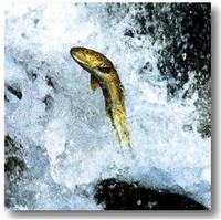 Los factores ambientales condicionan la evolución de las poblaciones de trucha