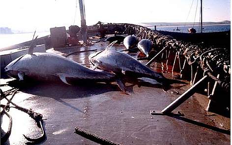 Madrid acogerá al sector atunero español