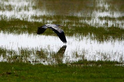 Ecologistas creen que Doñana "necesita a la ciencia"