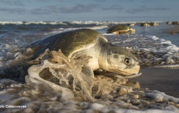 México. Siguen las arribazones de tortugas a playas mexicanas