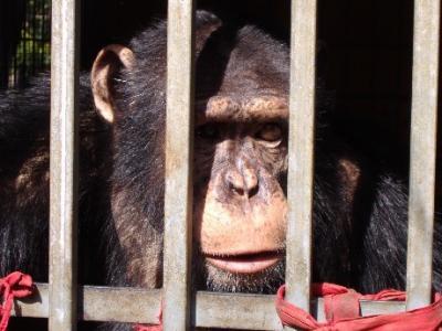 El zoo SA COMA de PALMA DE MALLORCA debe ser clausurado