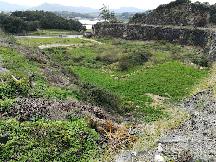 Apoyo masivo al Proyecto Life Stop Cortaderia de SEO/BirdLife