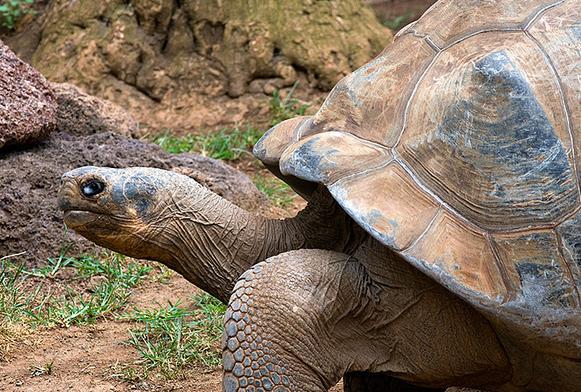 Las tortugas gigantes y los caimanes vivieron en el Círculo Polar Ártico