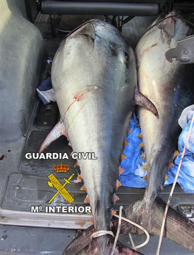 Andalucía. Interceptan una embarcación dedicada a la pesca furtiva de atún rojo