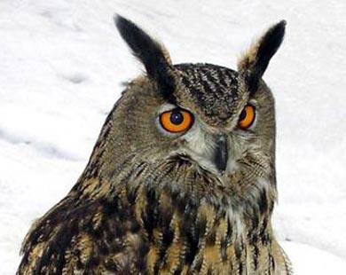 Andalucía. Recuperan un ejemplar de Búho Real del interior de una vivienda en Sanlúcar