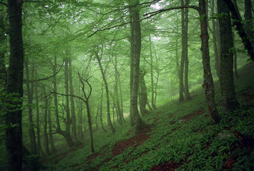 Los encinares ganarán terreno a los bosques norteños por el cambio climático