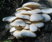 Estudian hongos con actividad antibacterial