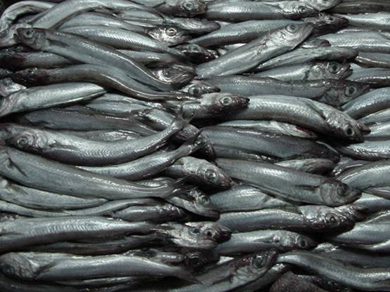 El 46% de los límites de capturas pesqueras están por encima de las recomendaciones científicas