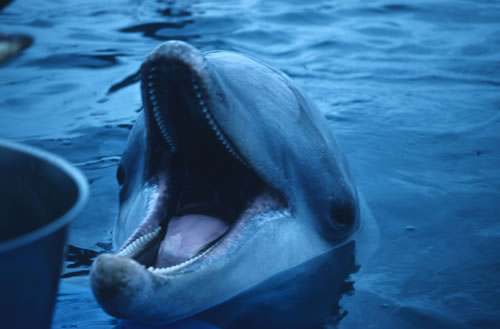 Cataluña. Los delfines acumulan insecticidas de uso común en hogares y el campo