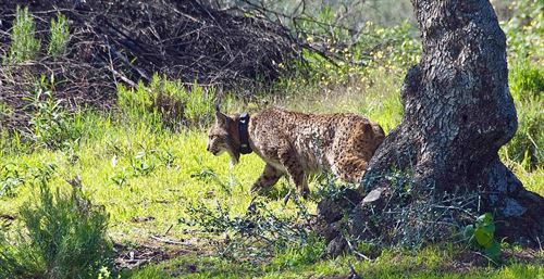 La Comisión del Lince decide soltar ejemplares en Porugal