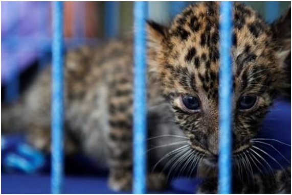 10 lamentables casos de contrabando animal