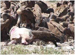 Un medicamento para ganado doméstico