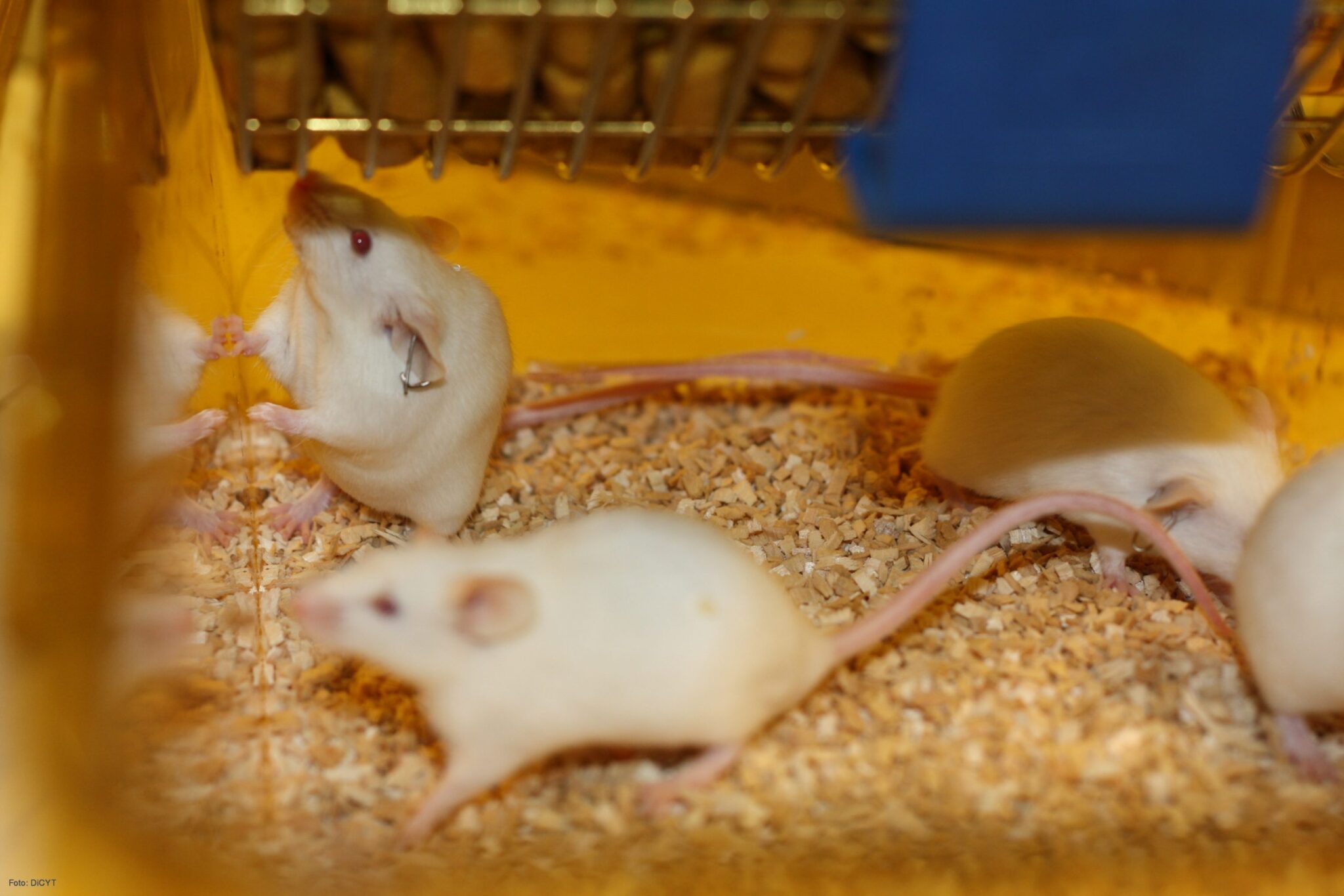 Una garantía de la calidad científica y de la ética en el manejo de los animales de experimentación