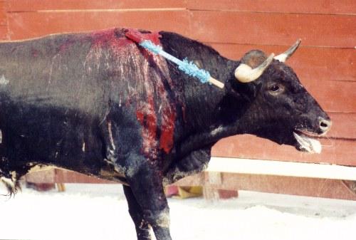 La asamblea de Sol pide la abolición de los espectáculos con animales como los toros