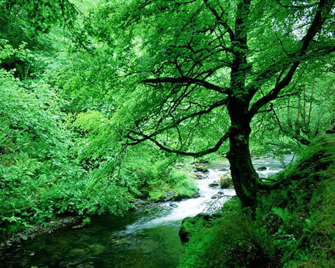 Gobierno vasco aprobará durante el primer semestre de 2011 los decretos para incluir 29 espacios en la Red Natura 2000